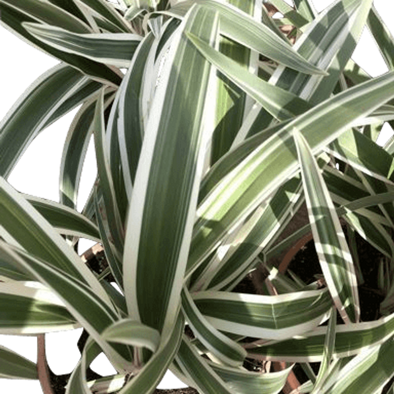 Phornium daniela tesmanica variegata Natural Decor Centre Marbella Viveros González