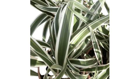 Phornium daniela tesmanica variegata Natural Decor Centre Marbella Viveros González