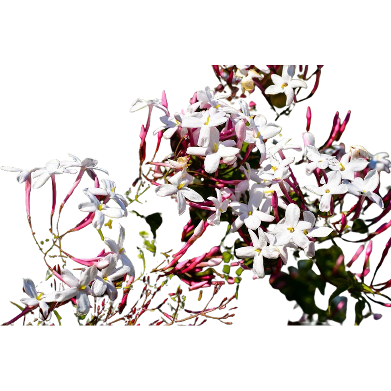 Jasminum polyanthum o Jazmín de invierno.C15 Natural Decor Centre Viveros González Marbella