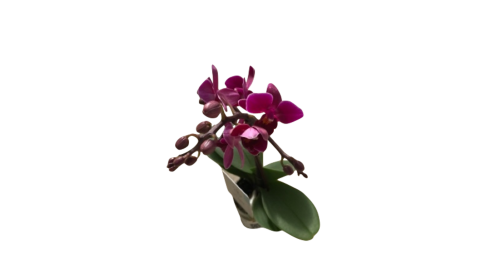 Phalaenopsis - Orquidea Mini Natural decor centre Marbella Viveros González