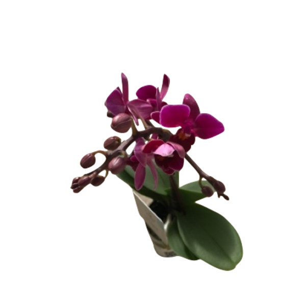 Phalaenopsis - Orquidea Mini Natural Decor Centre Marbella Viveros González