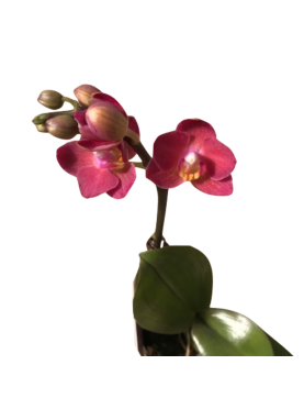 Phalaenopsis - Orquidea Mini Natural decor centre Marbella Viveros González