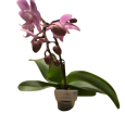 Phalaenopsis - Orquidea Mini Natural Decor Centre Marbella Viveros González