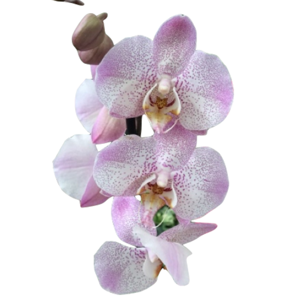 Phalaenopsis - Orquidea Mini. C09 Viveros González Natural Decor Centre Marbella