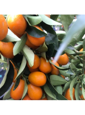 Kumquat. Citrus x Fortunella. Naranjo enano Natural Decor Centre Marbella Viveros González