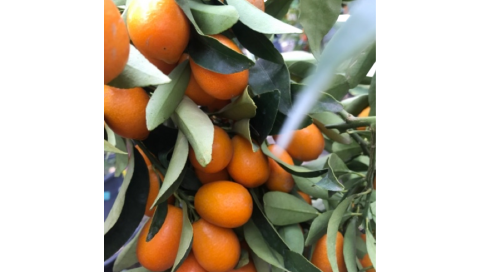 Kumquat. Citrus x Fortunella. Naranjo enano Natural Decor Centre Marbella Viveros González