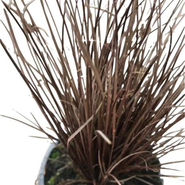 Carex comans " Bronze" Natural Decor Centre Marbella Viveros Gonzalez