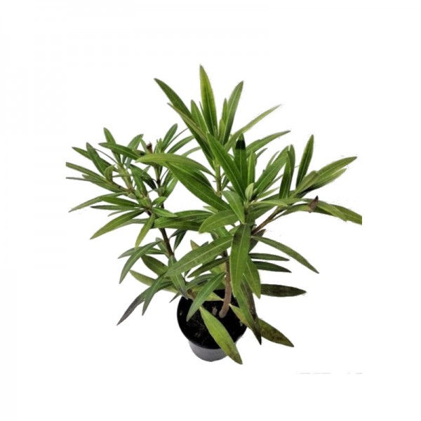 Adelfa Enana - Nerium Oleander Nana. C11 ROSA PALO