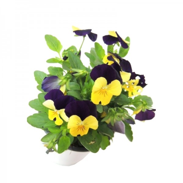 Pensamiento mini - Viola tricolor. c11