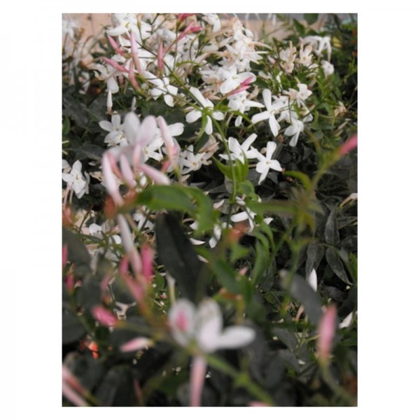 Jasminum polyanthum o Jazmín de invierno.C17 Viveros González Natural decor Centre
