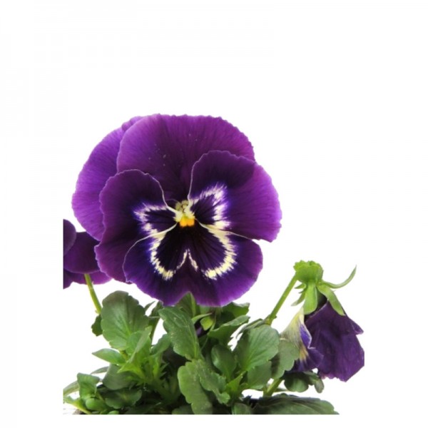 Pensamiento. Viola tricolor. C11