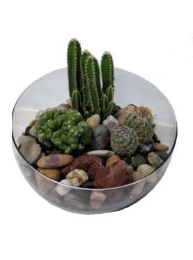 Boly bowl cactus