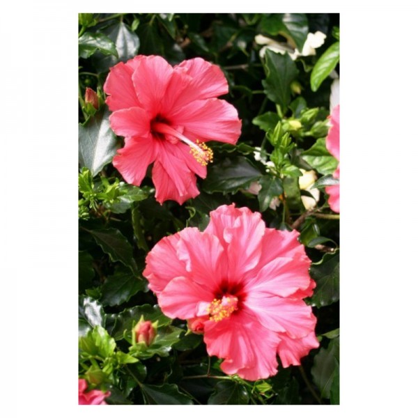 Hibiscus rosa sinensis. viveros gonzalez. Marbella. centro de jardineria