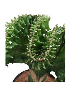 Euphorbia lactea cristata, Planta cresta. C12 Viveros González Natural decor Centre Marbella