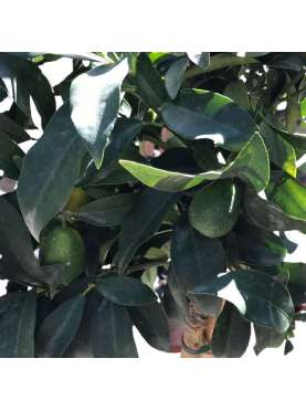 Kumquat. Citrus x Fortunella. Dwarf orange tree C22 Natural Deco Centre Marbella Viveros González