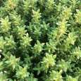 Tomillo - Thymus vulgaris. Viveros González Natural Decor Centre Marbella