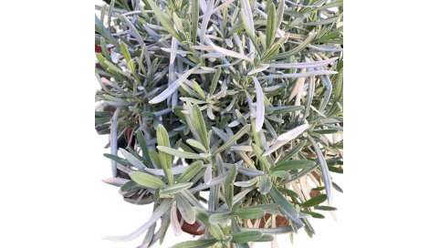 Lavanda angustifolia (enana). Lavanda inglesa. C17