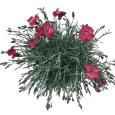 Dianthus Caryophyllus (Clavel) C13 Mix Natural Decor Centre Viveros González Marbella