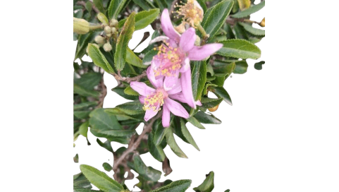 Grewia occidentalis. African starbush. Cross berry. Natural decor centre. Viveros González. Marbella. Garden Centre.
