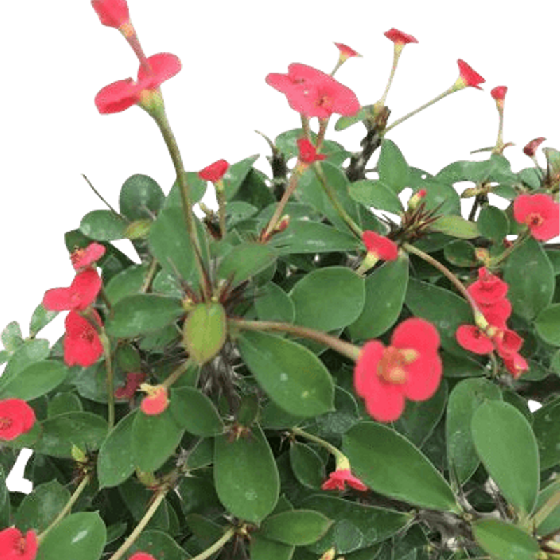 Euphorbia milii. Corona de cristo. C17 Viveros González Natural Decor Centre