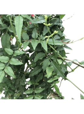 Jasminum polyanthum o Jazmín de invierno.C15 Natural Decor Centre Viveros González Marbella