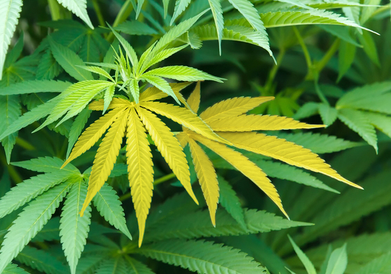 plantas-con-anemia