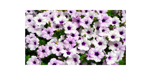All you should know about how to take care of your petunias,