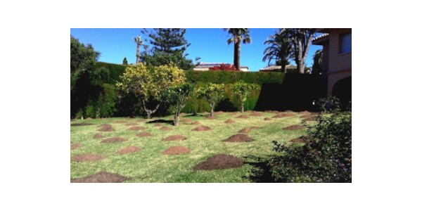 How top dressing lawn in 5 steps and when you should do it