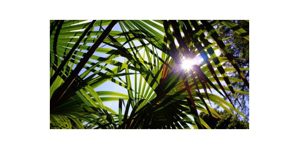 Las 10 mejores plantas tropicales crear un jardín exótico (y cómo escoger las más adecuadas para ti)