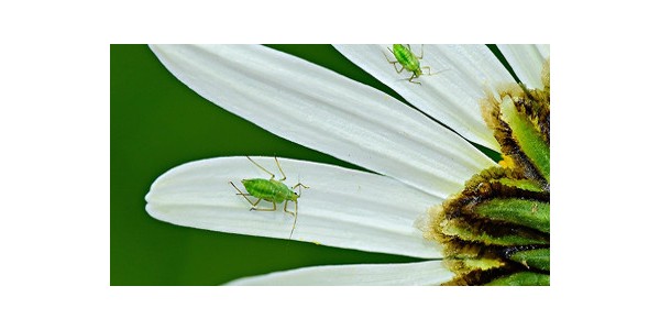THE MOST COMMON PESTS IN SUMMER AND HOW TO ELIMINATE THEM