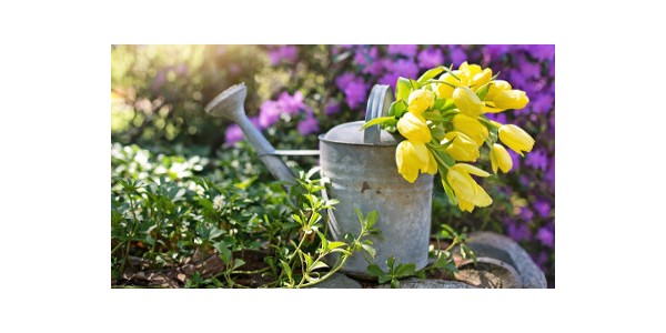 How to take care of your plants in summer: five gardening tips