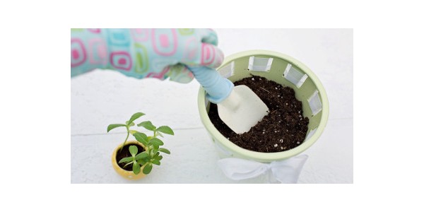 FIRST AID TO REVIVE YOUR PLANTS AFTER SUMMER