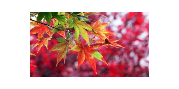 Deciduous Tree Guide: Turn Your Garden Into An Autumn Painting