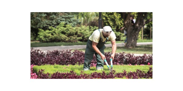DO YOU WANT TO BE A PROFESSIONAL GARDENER? THIS IS WHAT YOU NEED TO KNOW