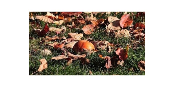 Autumn garden care: 6 tips to prepare your plants for winter