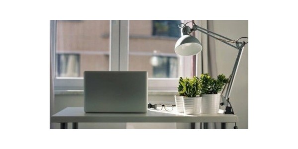 Indoor plants to grow in your office: how to choose them and the 12 most suitable species