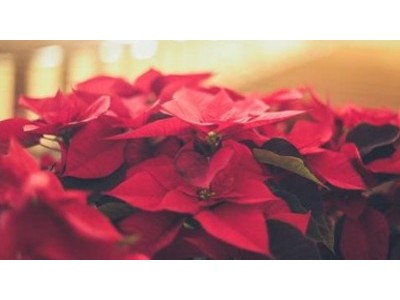 Looking for ideas to decorate with poinsettias? We give you several + step by step guide 