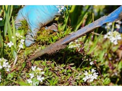 What is the danger of having weeds in the lawn, the most common types and how to get rid of them