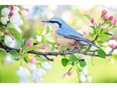 Birds in the garden: benefits and tips to attract them
