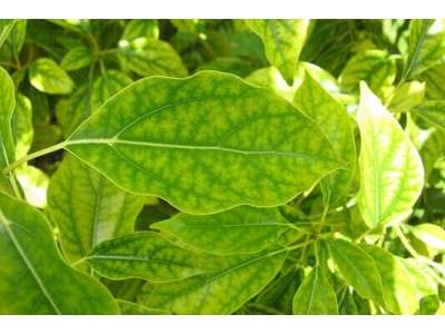 Did you know that plants also suffer from anaemia? Discover what is iron chlorosis, how to prevent and solve it