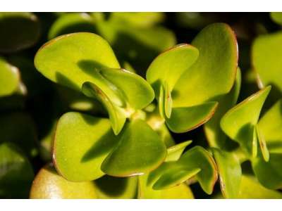 Crassula ovata guide: essential care of the Jade Tree that you should know