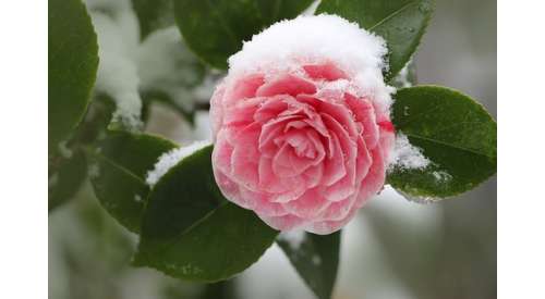 Do you know the plants that bloom in winter? Discover them here